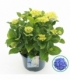 Hydrangea