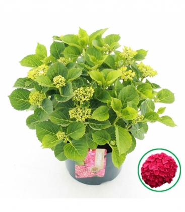 Hydrangea