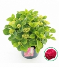 Hydrangea