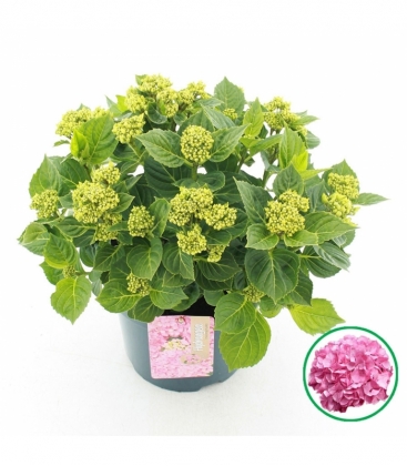 Hydrangea