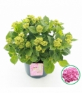 Hydrangea