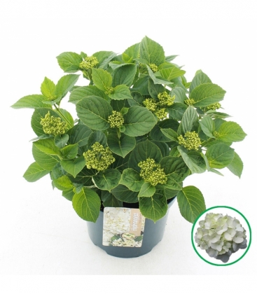 Hydrangea