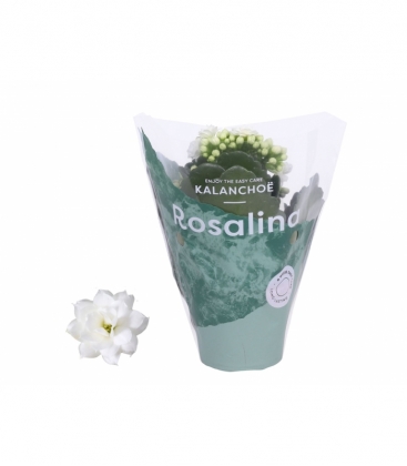 Kalanchoe