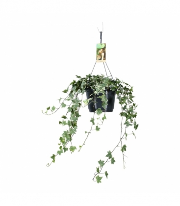 Hedera