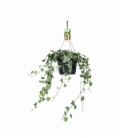 Hedera