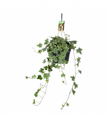 Hedera