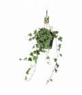 Hedera