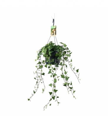 Hedera