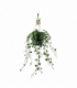 Hedera