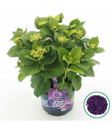 Hydrangea