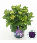 Hydrangea