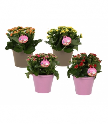 Kalanchoe