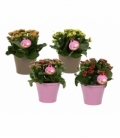Kalanchoe