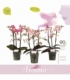 Phalaenopsis