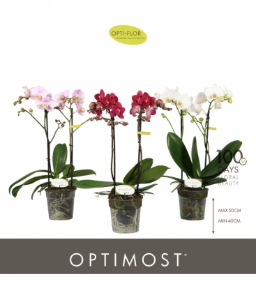 Phalaenopsis