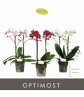 Phalaenopsis