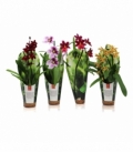 Orchids