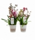 OrchideeÃ«n