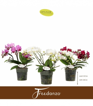 Phalaenopsis