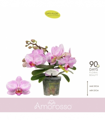 Phalaenopsis