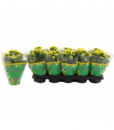 Kalanchoe