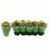 Kalanchoe