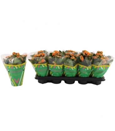 Kalanchoe