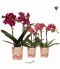 Phalaenopsis