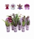 Orchids