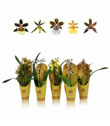 Orchids
