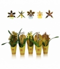 Orchids