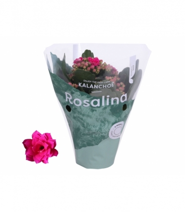 Kalanchoe