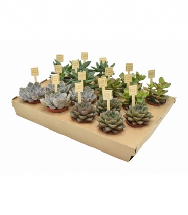succulents