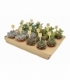 succulents