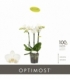 Phalaenopsis
