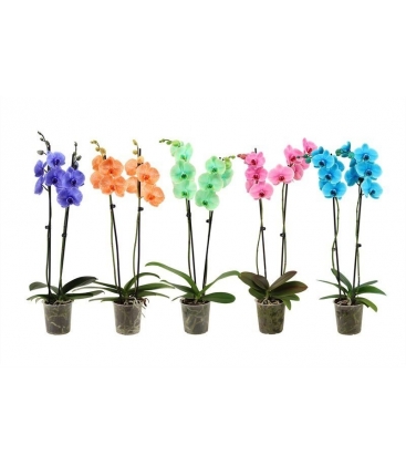 Phalaenopsis