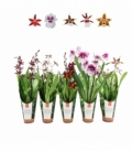OrchideeÃ«n