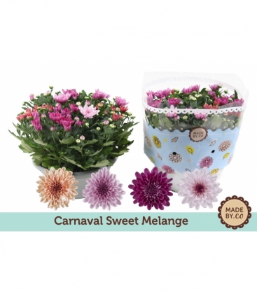 Chrysanthemum