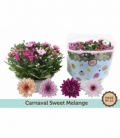Chrysanthemum