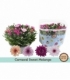 Chrysanthemum