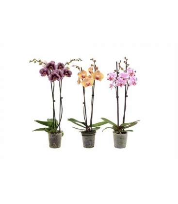 Phalaenopsis