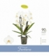 Phalaenopsis