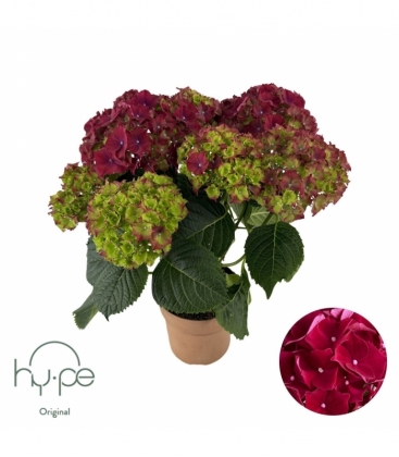Hydrangea