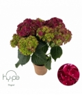 Hydrangea
