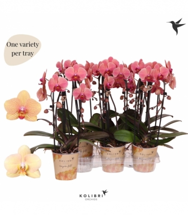 Phalaenopsis