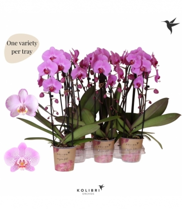 Phalaenopsis