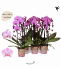 Phalaenopsis