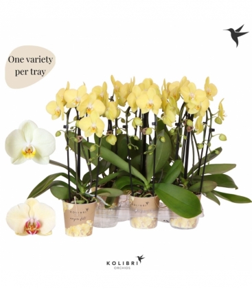 Phalaenopsis