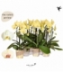 Phalaenopsis