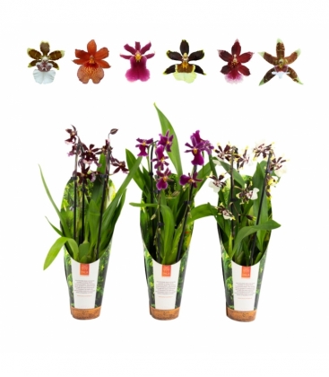 OrchideeÃ«n